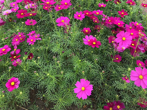 温州办公桌鲜花/永生花,绿化办公室,为客户营造优雅环境